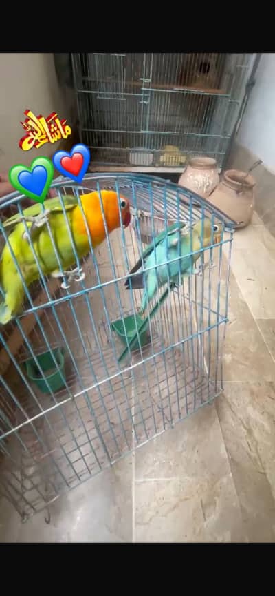 Love Birds Split Ino