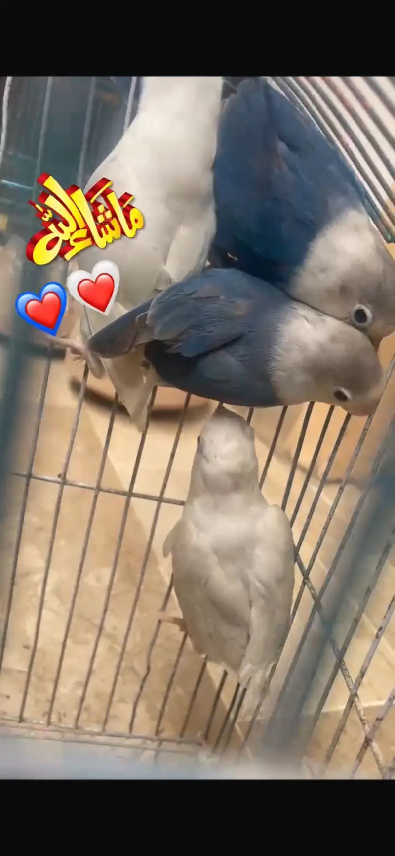Love Birds Split Ino — photo 2