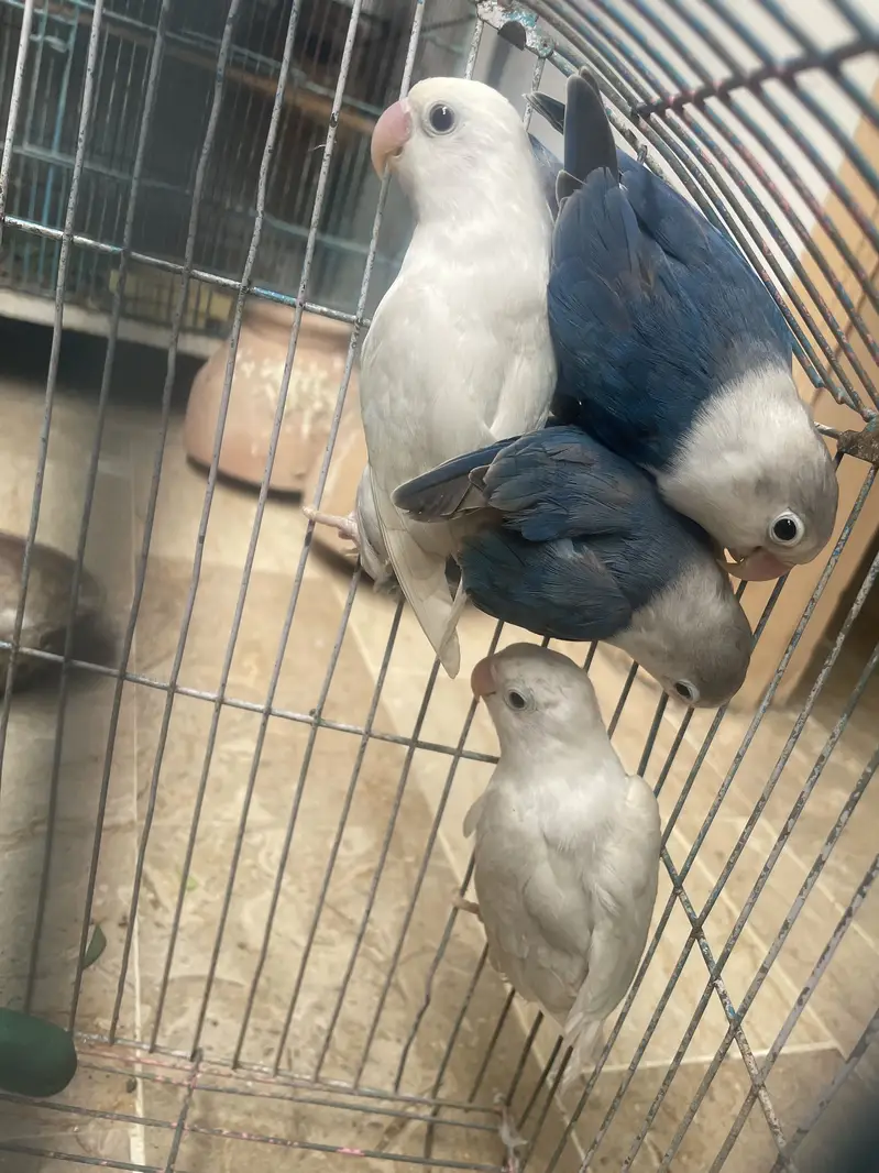 Love Birds Split Ino — photo 4