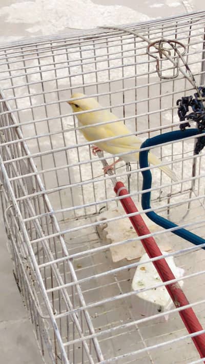 Canary bird for sale