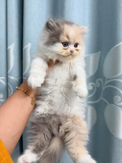 Persian kittens
