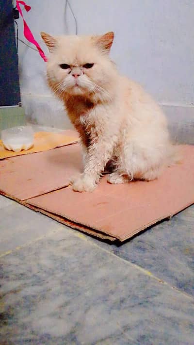 Russian double cote male for sell