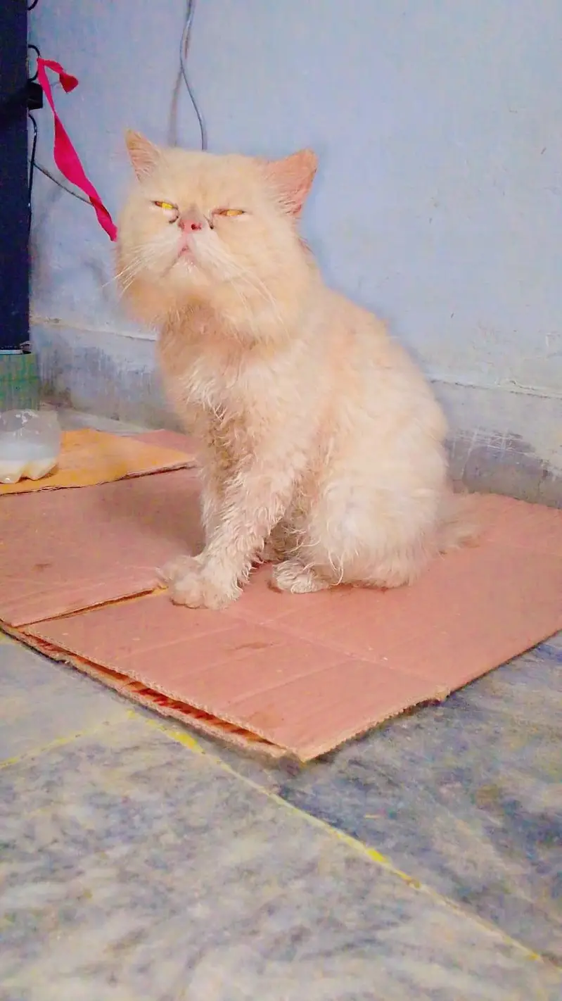Russian double cote male for sell — photo 2