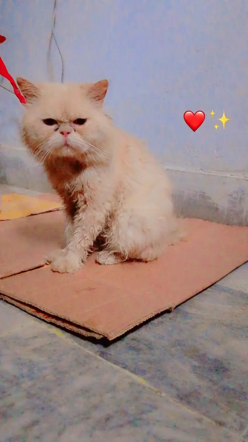 Russian double cote male for sell — photo 3