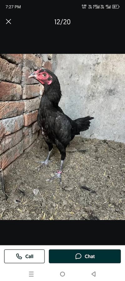 female
