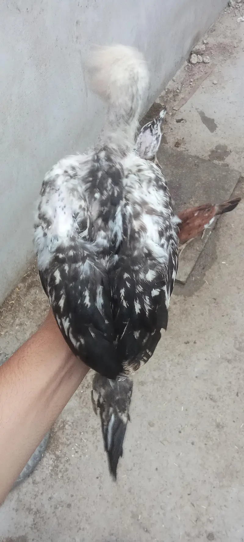 Assel and misri chicks — photo 2