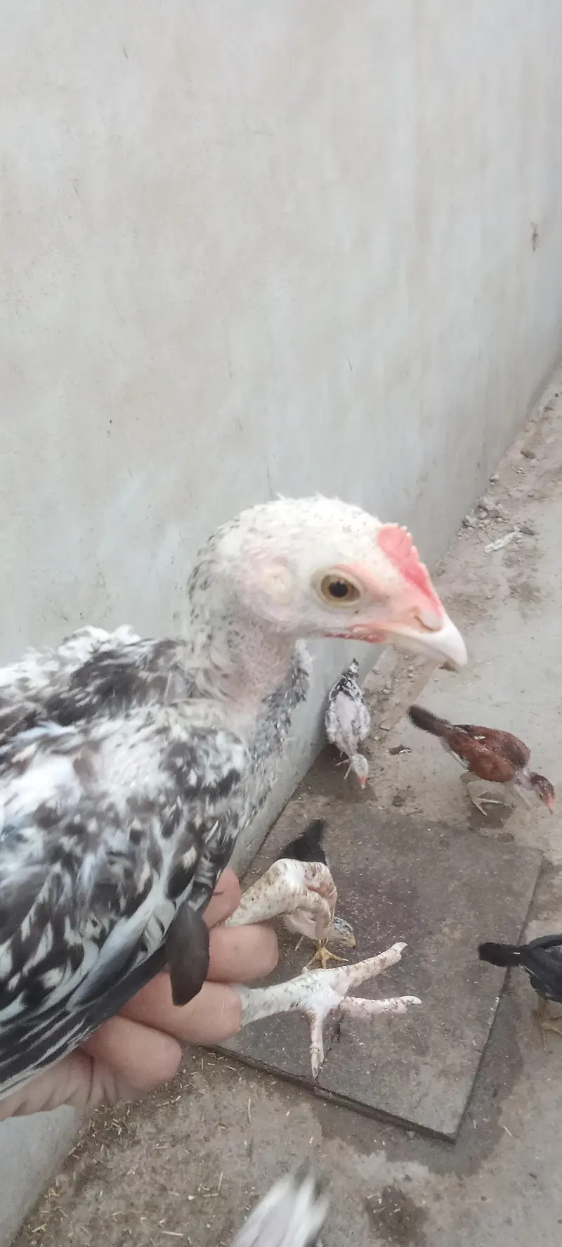 Assel and misri chicks — photo 3