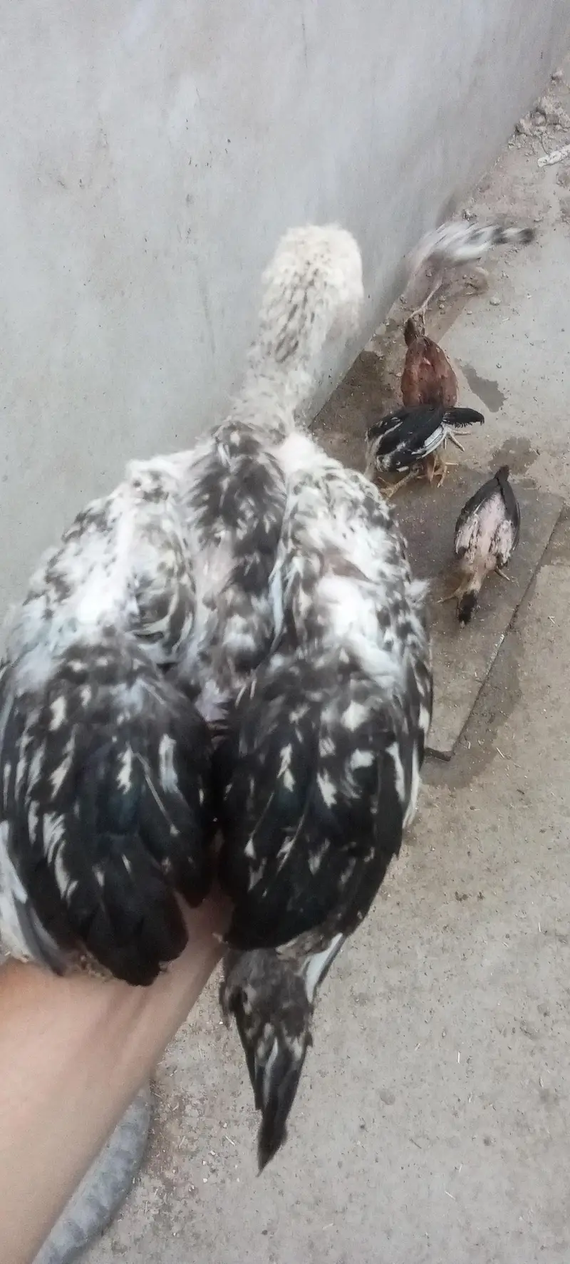 Assel and misri chicks — photo 4