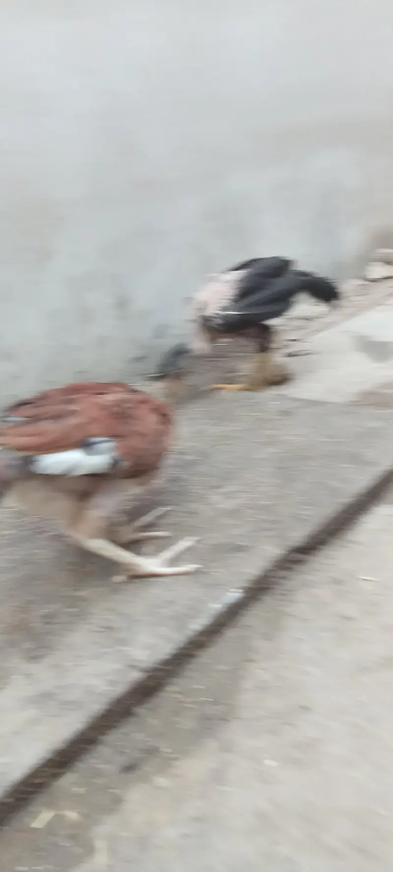 Assel and misri chicks — photo 6