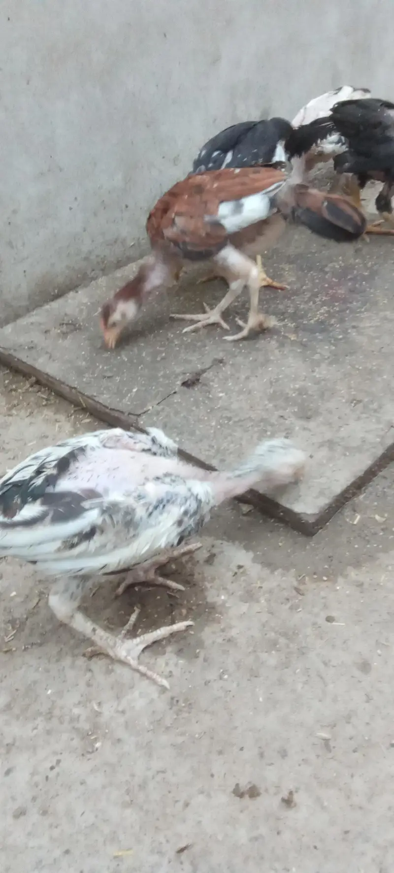 Assel and misri chicks — photo 7