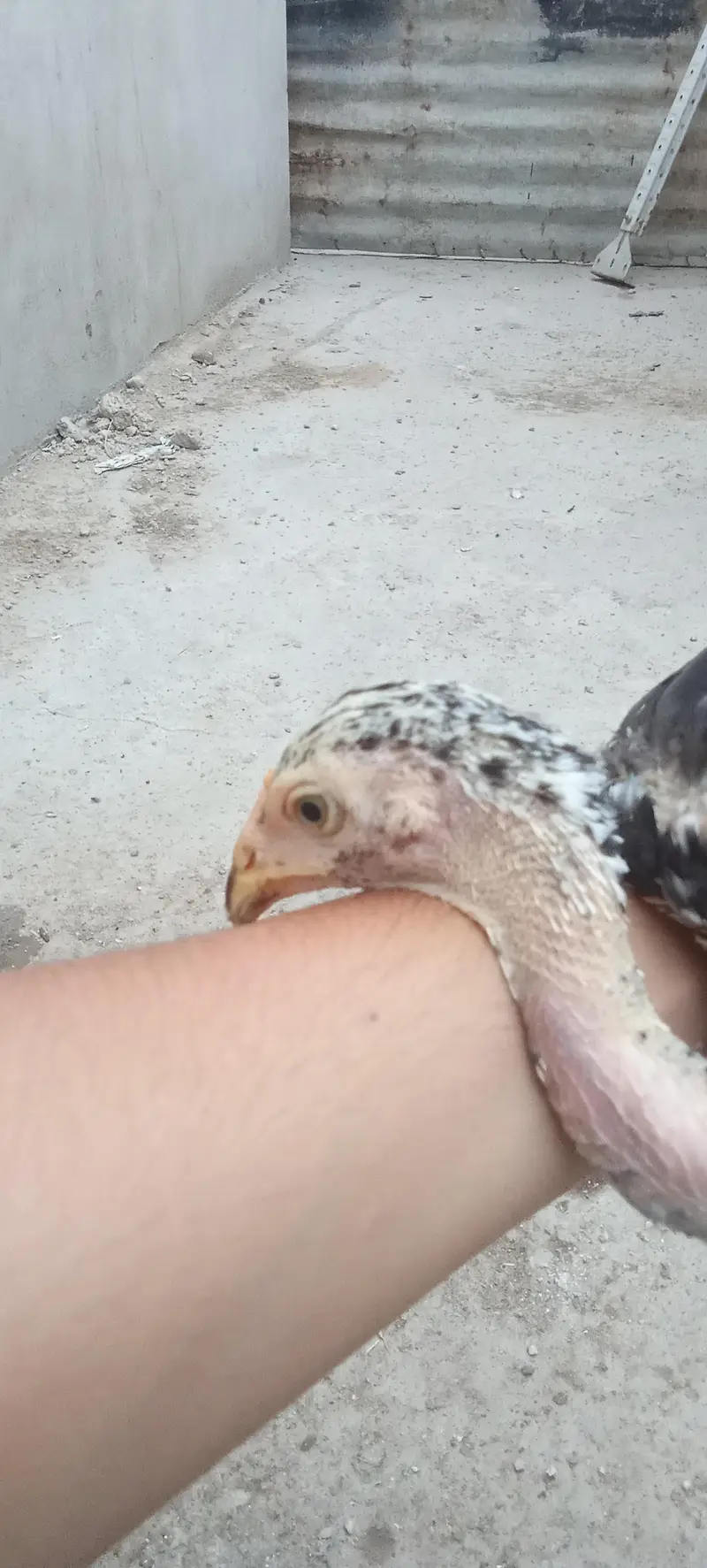 Assel and misri chicks — photo 9