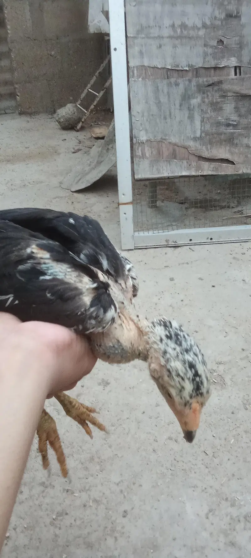 Assel and misri chicks — photo 10
