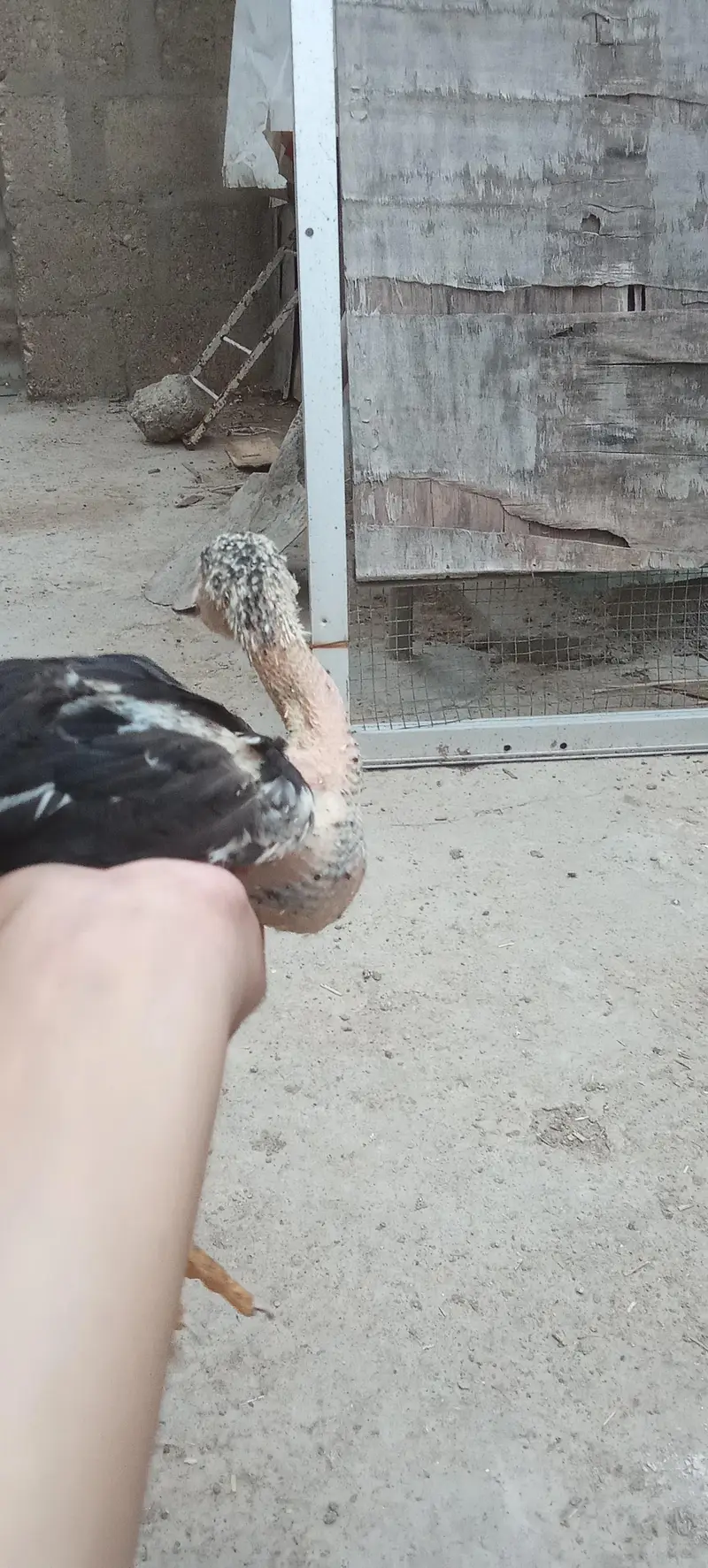 Assel and misri chicks — photo 11