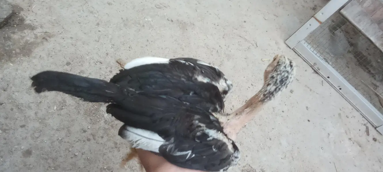 Assel and misri chicks — photo 12