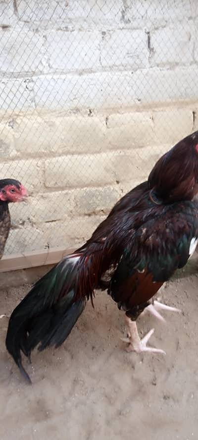 8 eggs for sale