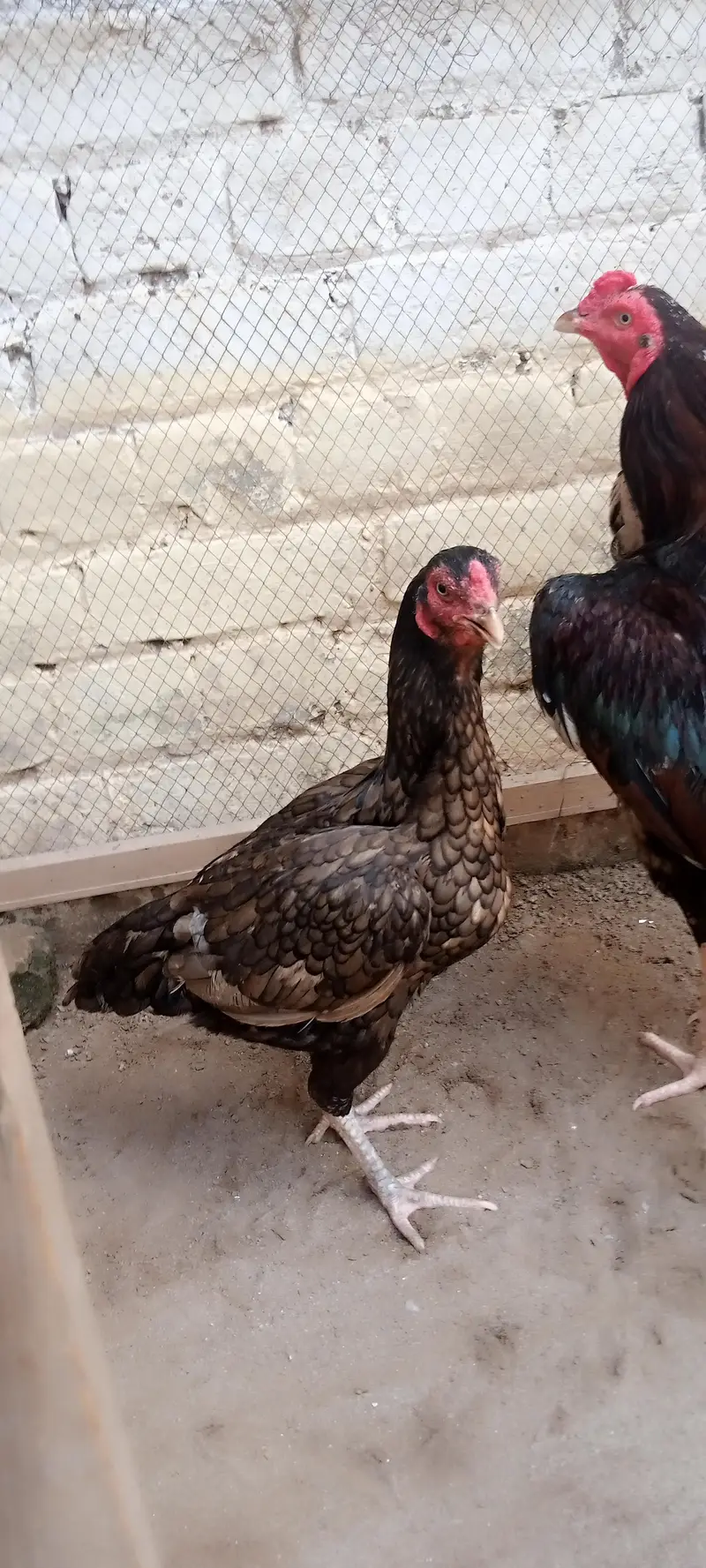 8 eggs for sale — photo 2