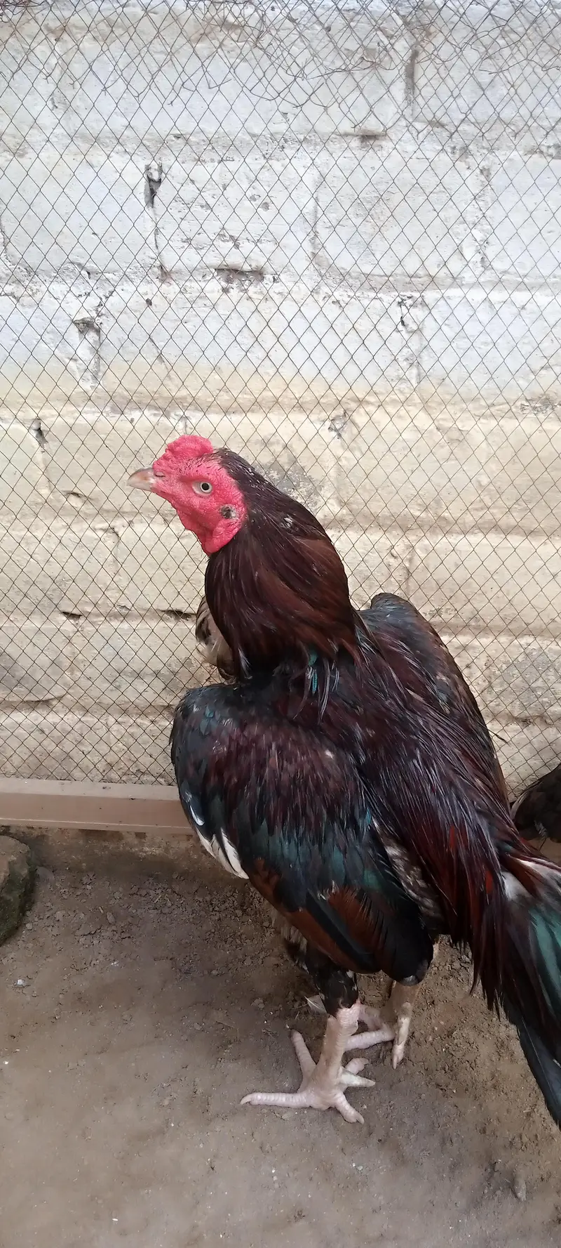 8 eggs for sale — photo 3