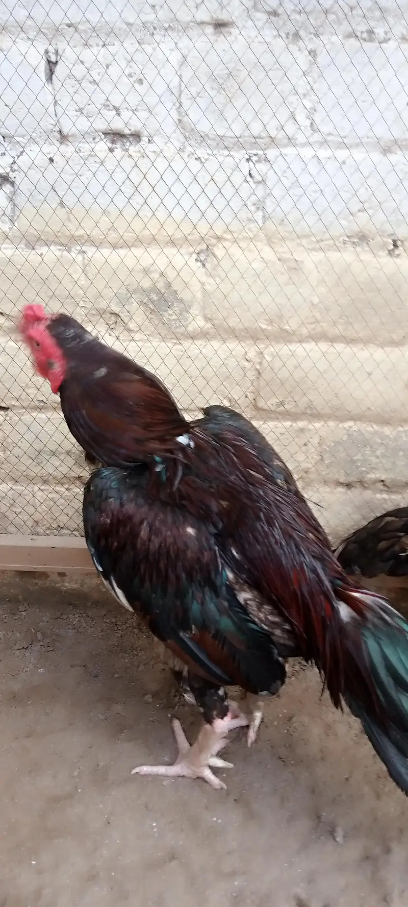 8 eggs for sale — photo 4