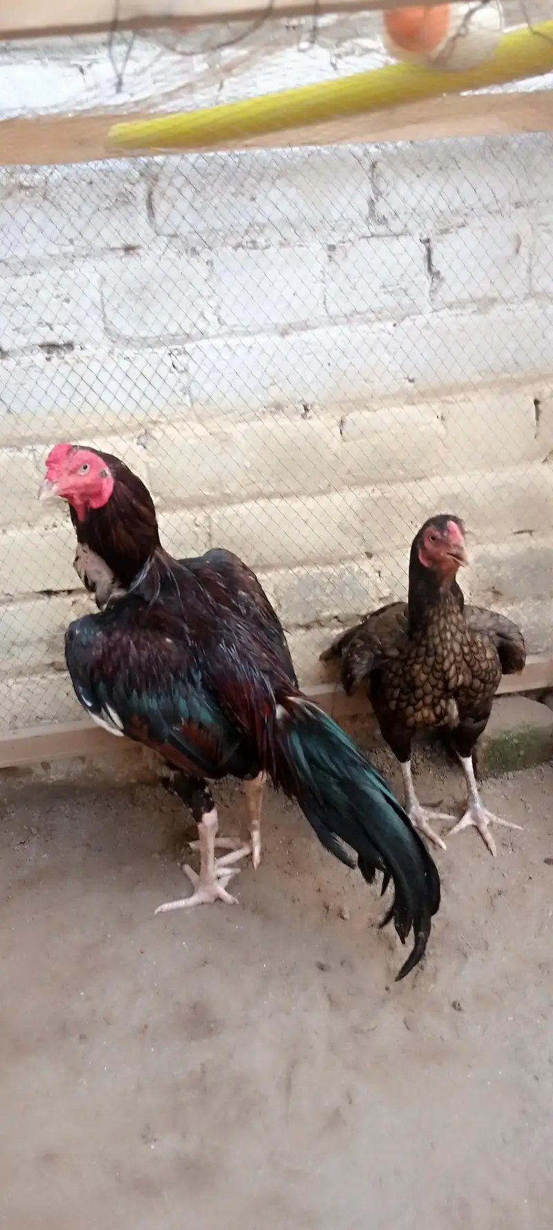 8 eggs for sale — photo 5
