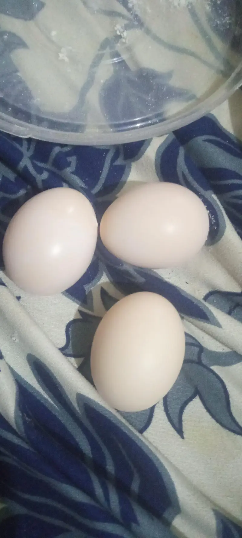 8 eggs for sale — photo 6