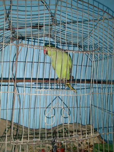 perrot