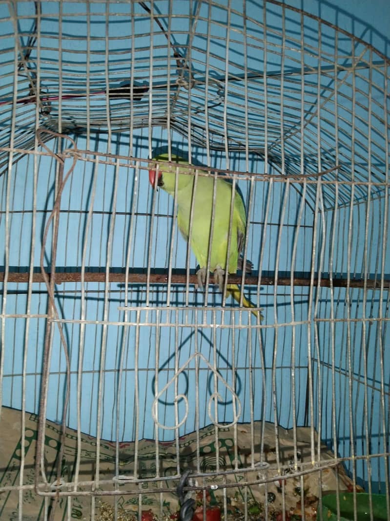 perrot 0