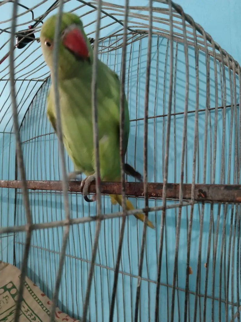 perrot — photo 2