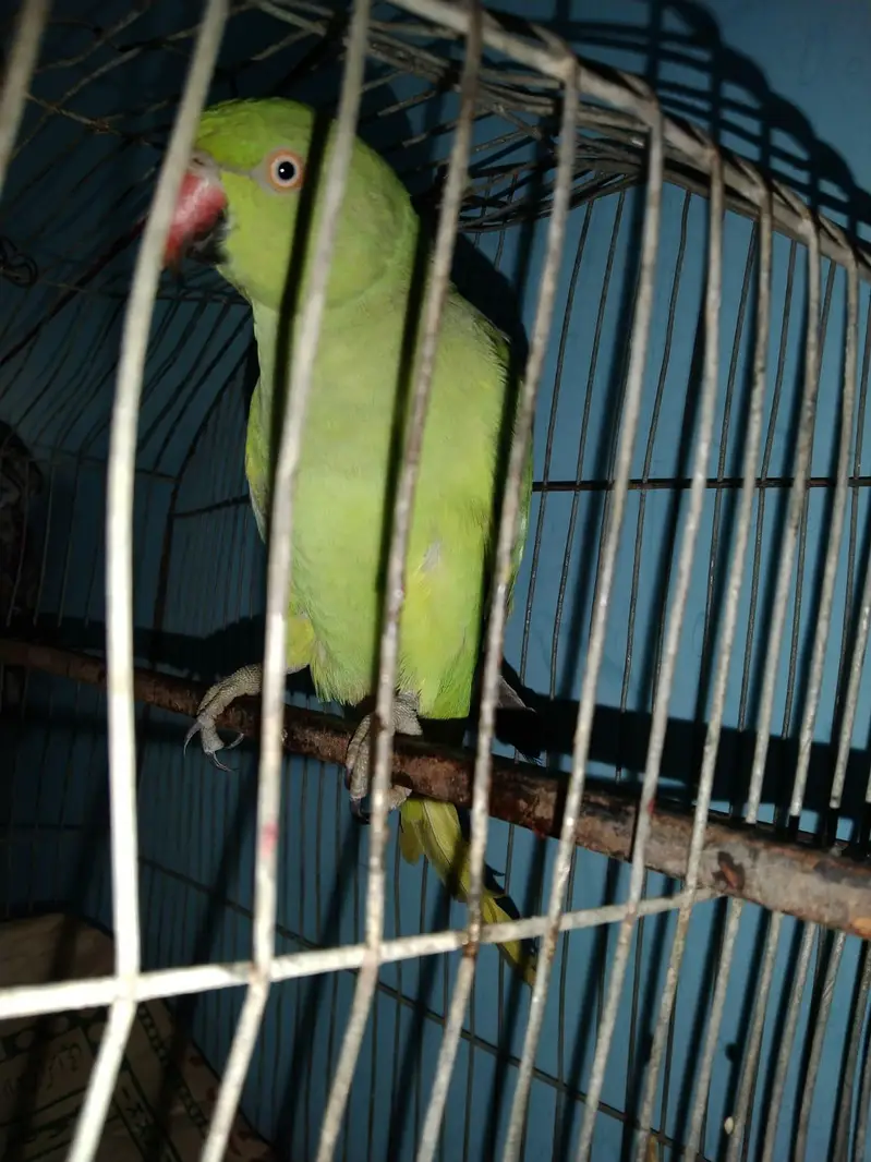 perrot — photo 3