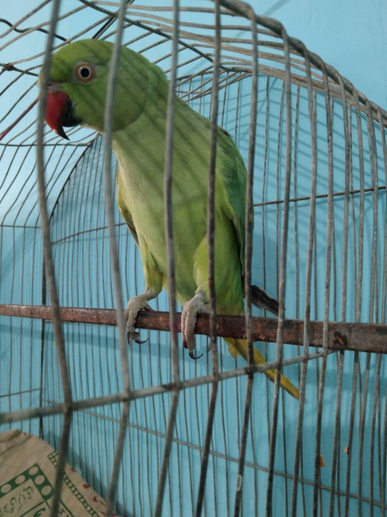 perrot 3