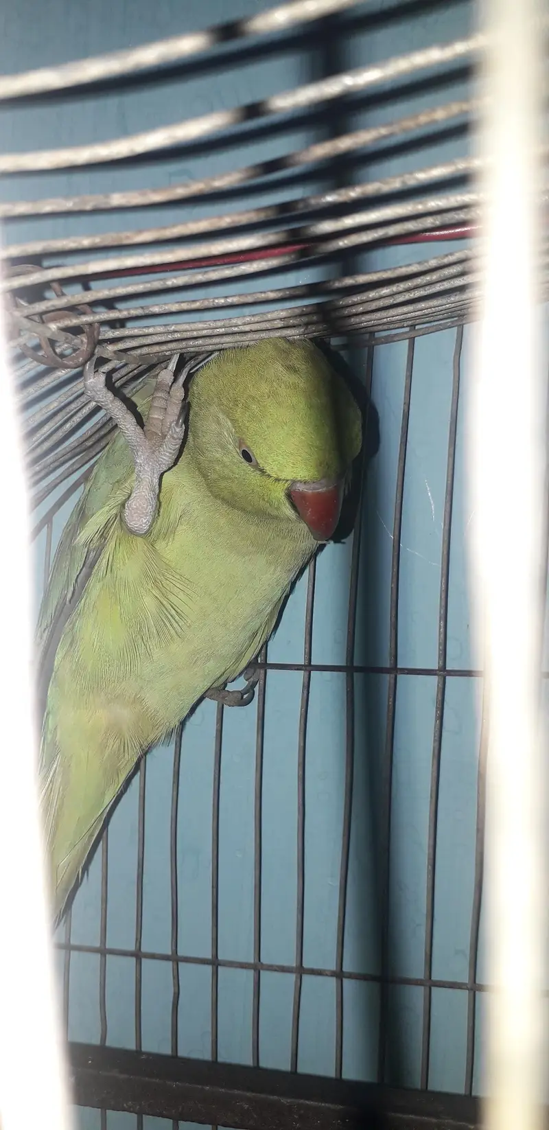 perrot — photo 5