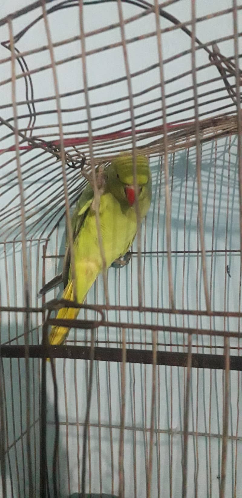 perrot 5