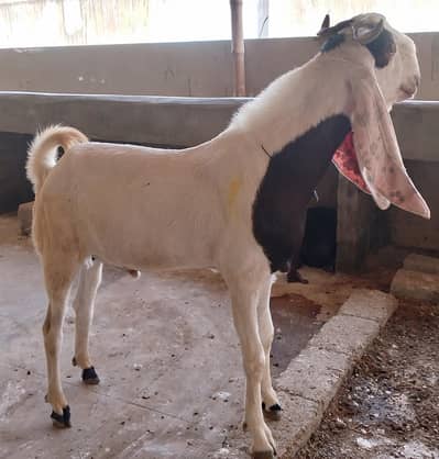 white khssi goat