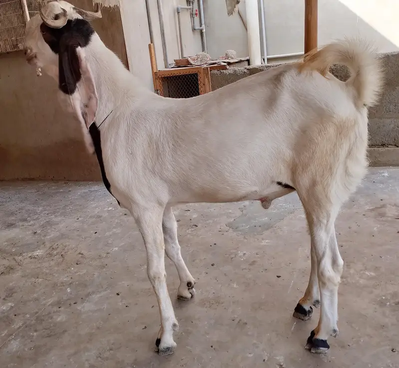 white khssi goat — photo 2