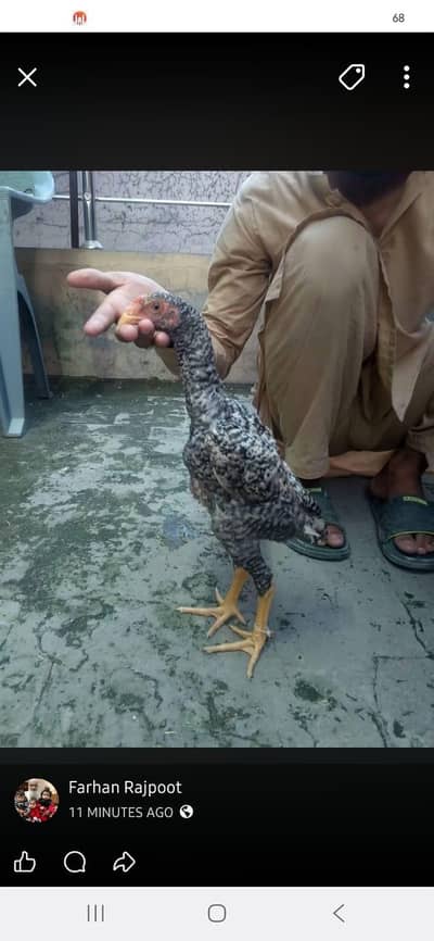 2 Coco 1 cheena Shamo male for sale Rs, 7000 per pcs