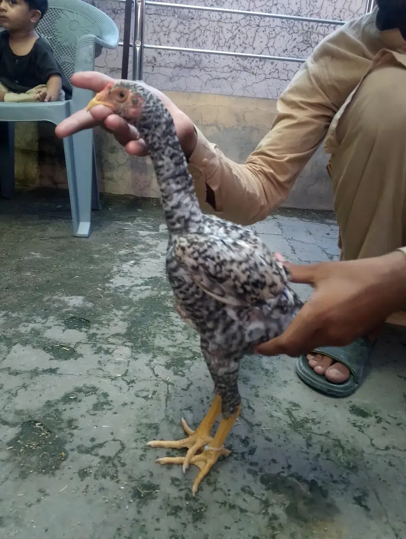 2 Coco 1 cheena Shamo male for sale Rs, 7000 per pcs — photo 2
