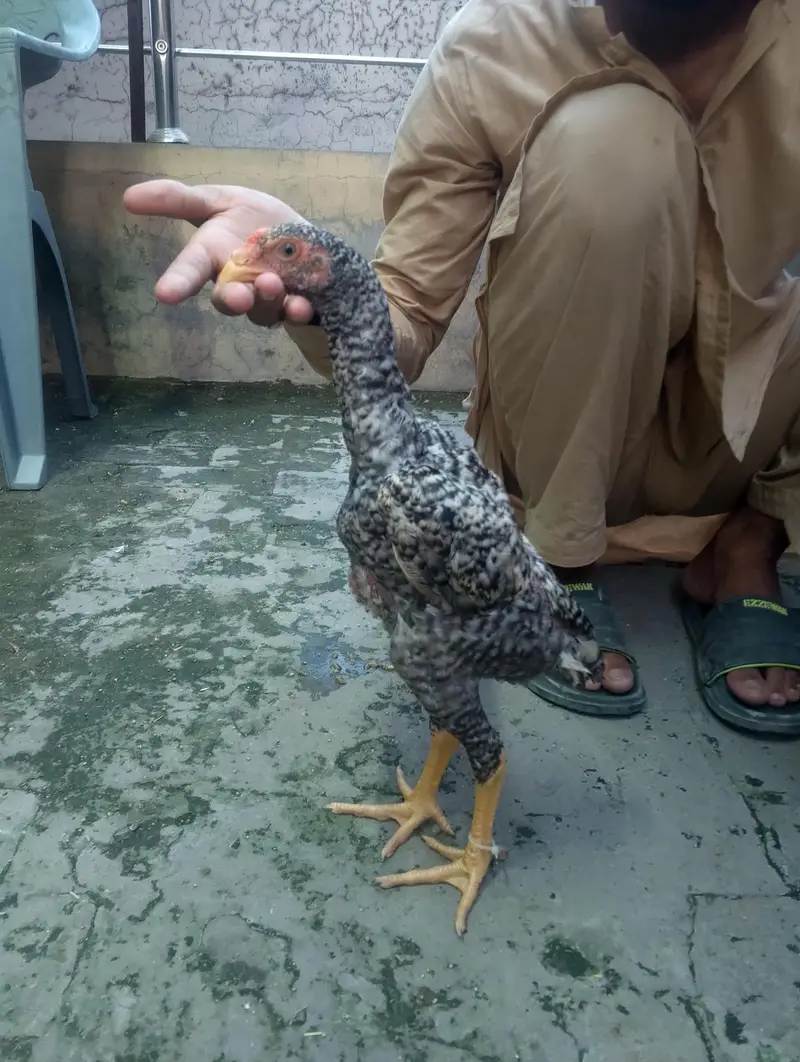2 Coco 1 cheena Shamo male for sale Rs, 7000 per pcs — photo 3