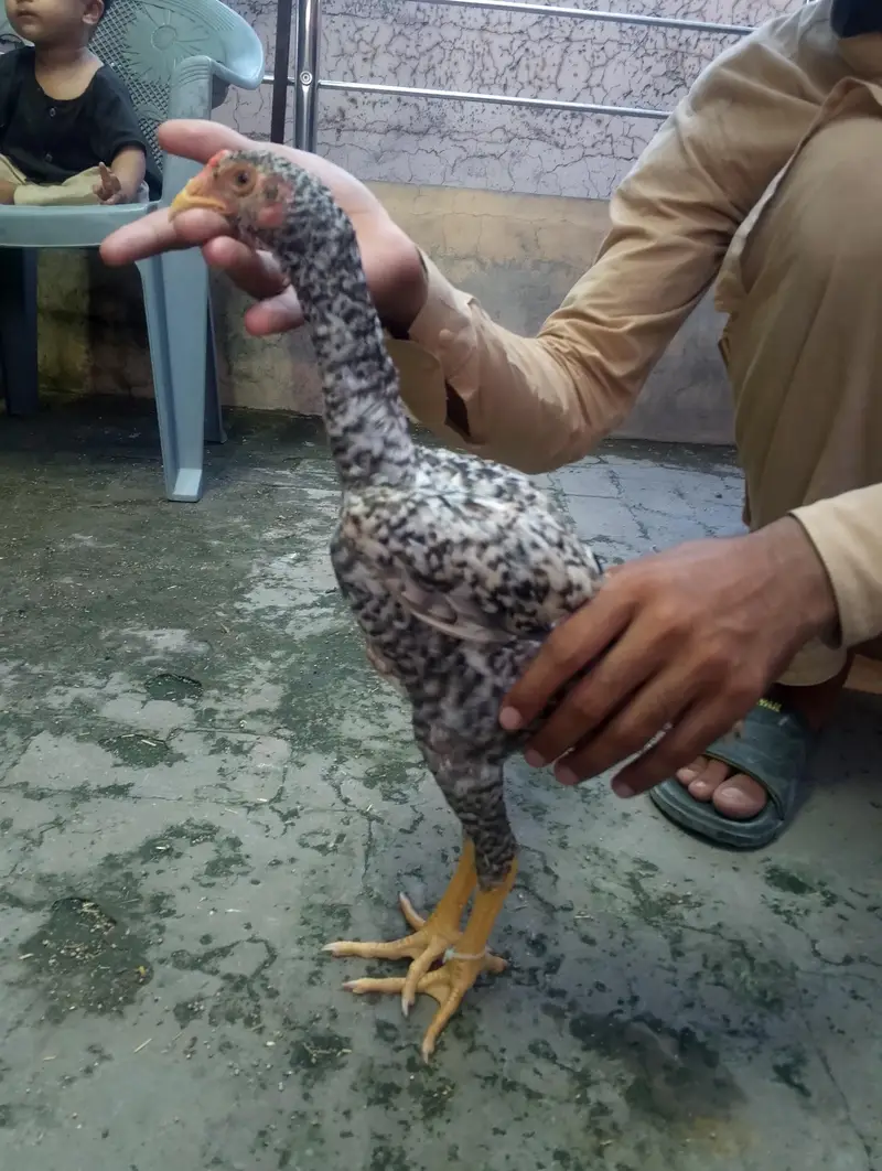 2 Coco 1 cheena Shamo male for sale Rs, 7000 per pcs — photo 4
