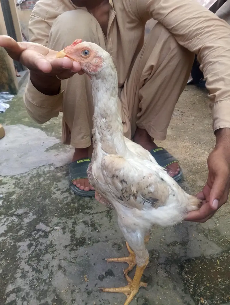 2 Coco 1 cheena Shamo male for sale Rs, 7000 per pcs — photo 5