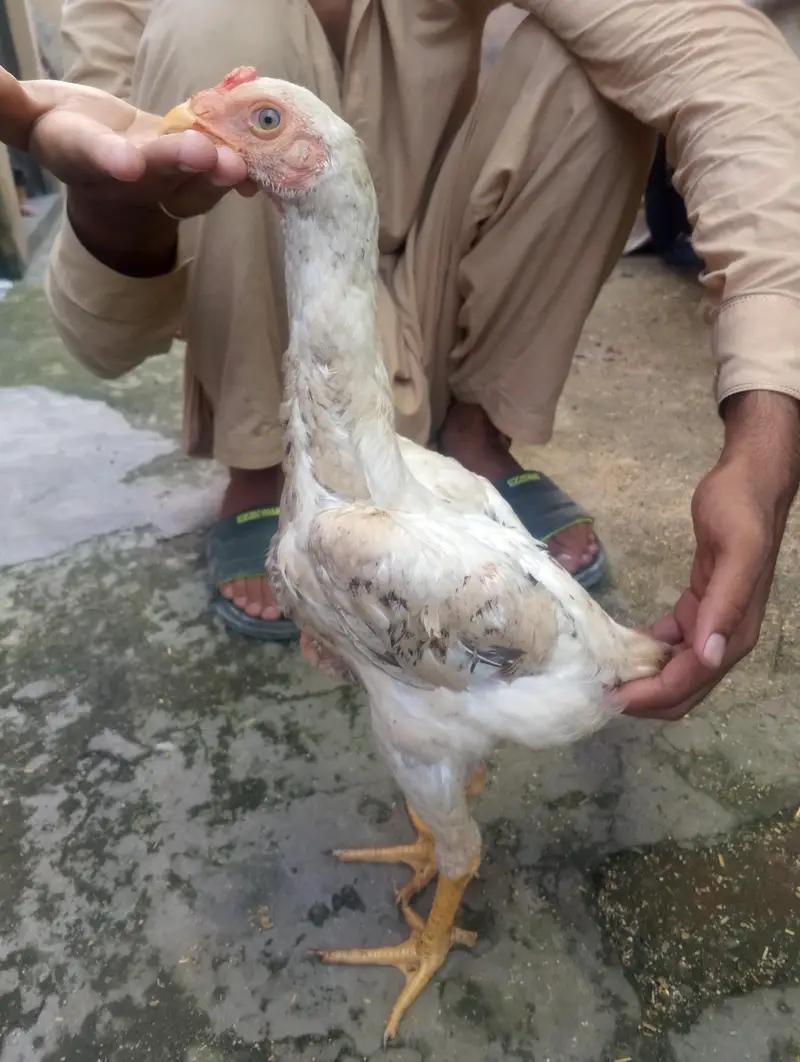 2 Coco 1 cheena Shamo male for sale Rs, 7000 per pcs — photo 6