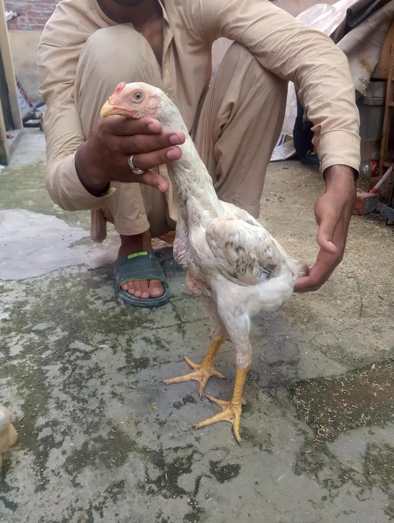 2 Coco 1 cheena Shamo male for sale Rs, 7000 per pcs — photo 7