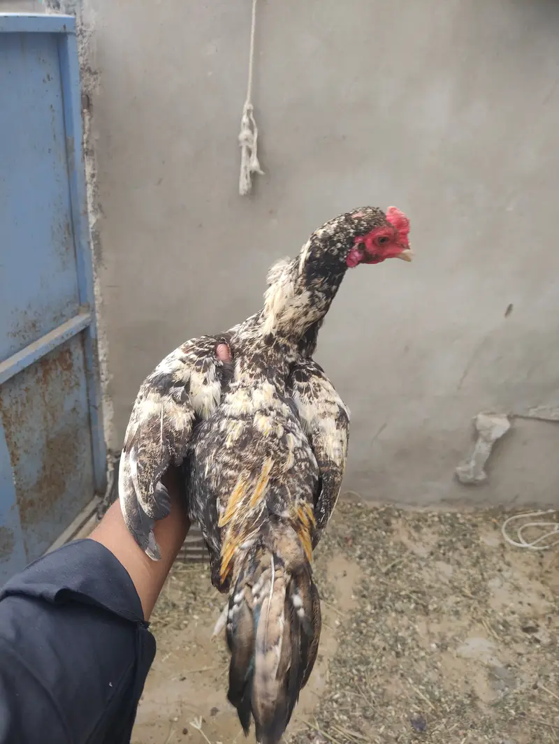 Pure Mianwali Jawa Aseel Patha Healthy and Active — photo 2