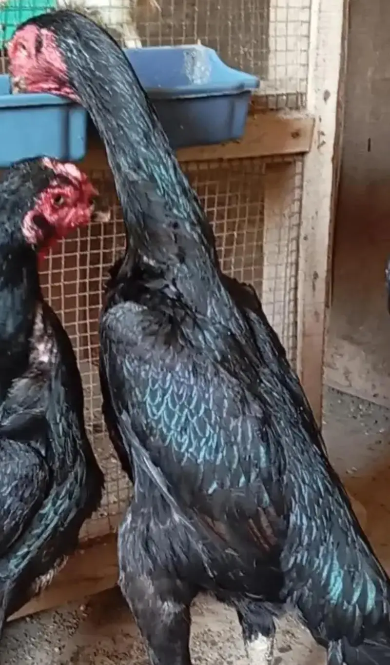 black German oh shamo chicks | imported bloodline | — photo 5