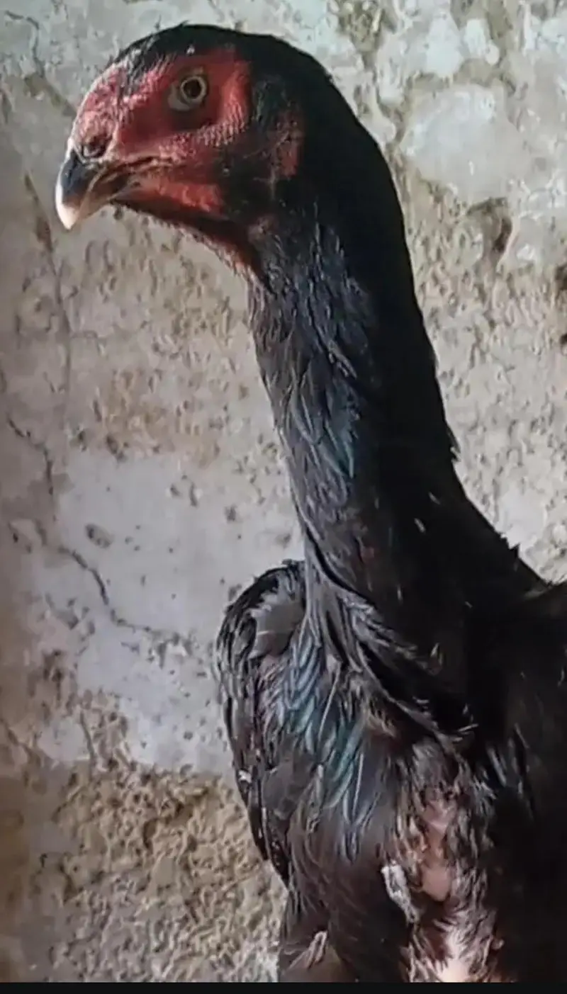 black German oh shamo chicks | imported bloodline | — photo 6
