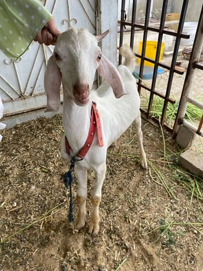gulabi tapra bakra