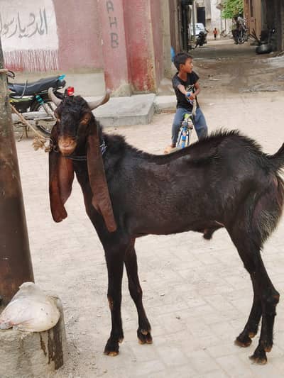 2 daant kamori bakra