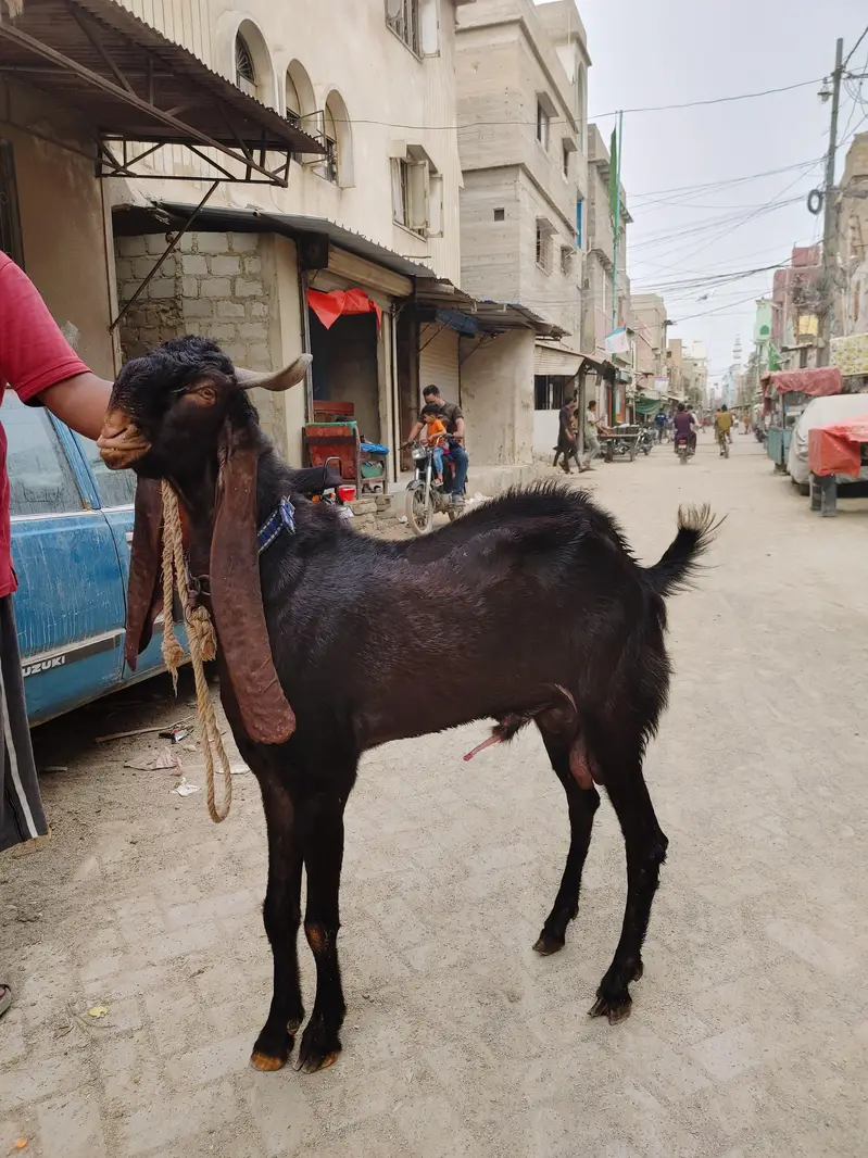 2 daant kamori bakra — photo 2