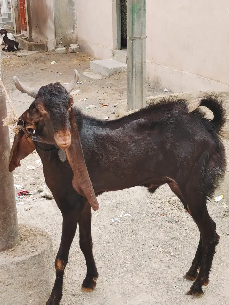 2 daant kamori bakra — photo 3