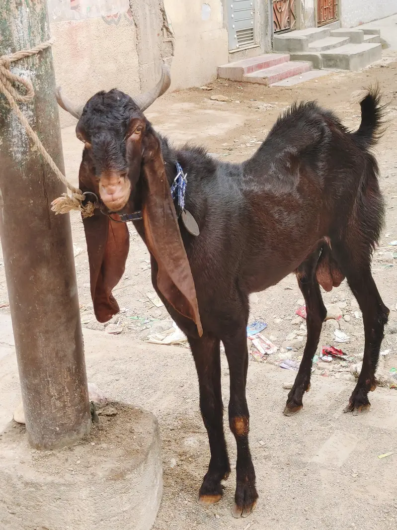 2 daant kamori bakra — photo 4