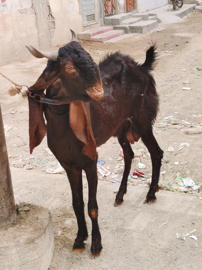 2 daant kamori bakra — photo 5