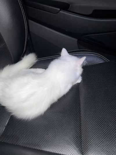 Persian cat for sell